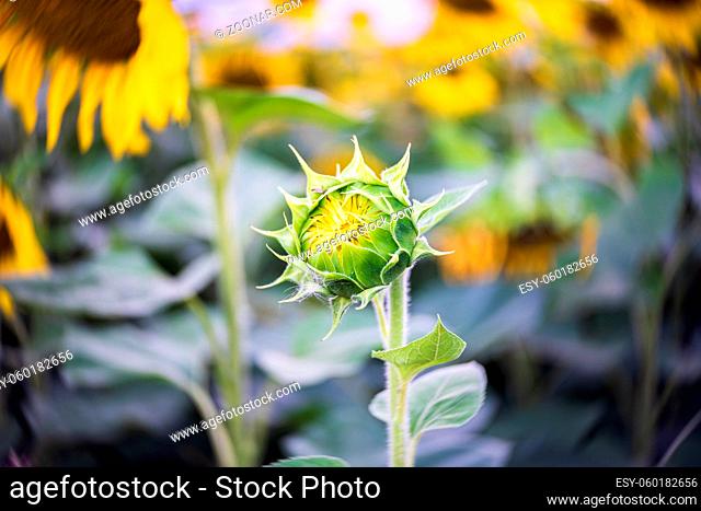 Sunflower inflorescence close-up. Center focus, swirling bokeh