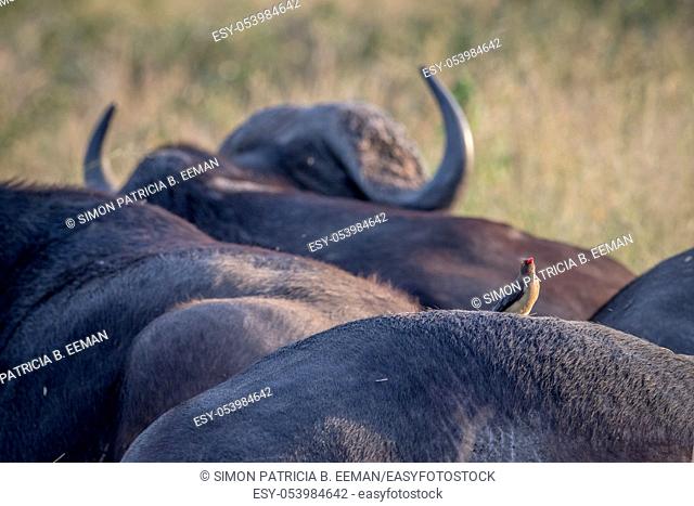 Red-billed oxpecker on the back of an African buffalo in the Kruger National Park, South Africa
