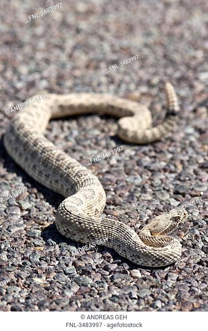 Western diamond rattlesnake Crotalus adamanteus on the ground, USA, close-up