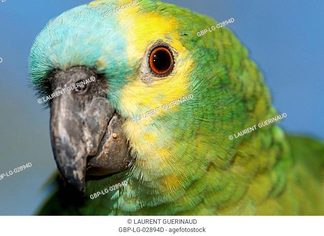 Animal, Parrot, Pantanal, Mato Grosso do Sul, Brazil