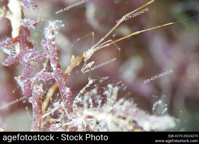 A Skeleton Shrimp, Caprella sp., on red algae, with juveniles below it, Taliabu Island, Sula Islands, Indonesia