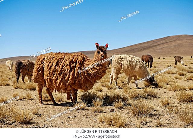 Llamas (Lama glama) on Altiplano, Bolivia