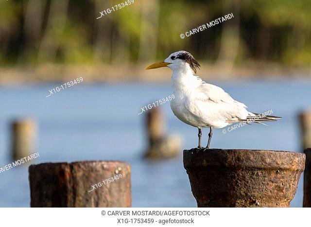 Royal Tern Thalasseus maximus at Boca del Drago on Isla Colon, Bocas del Toro, Panama
