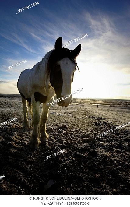 A Tinker horse is approaching on a frosty pasture under a cloudy sky in Anundsjoe, Sweden