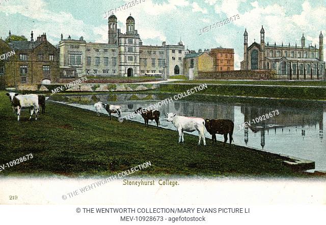 Stoneyhurst College(also spelt Stoneyhurst), Clitheroe, near Blackburn, Lancashire, England. Showing Cattle