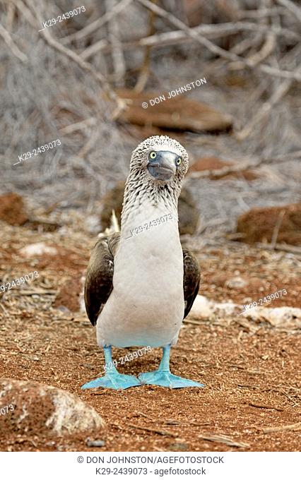 Blue-footed Booby (Sula nebouxii), Galapagos Islands National Park, North Seymore Is. , Ecuador
