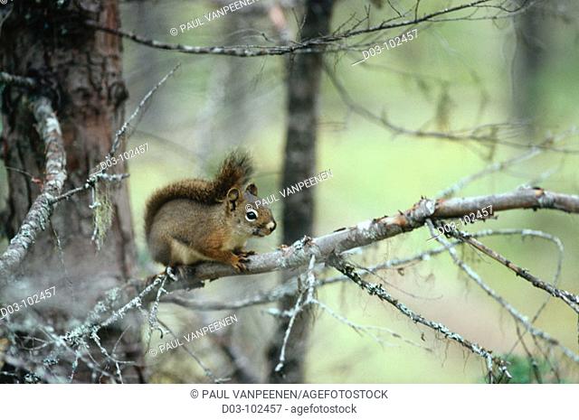 Red Squirrel (Tamiasciurus hudsonicus). Bowron Lakes. British Columbia. Canada