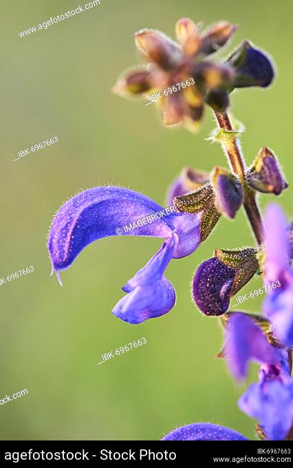 Meadow clary (Salvia pratensis) blooming in a meadow, Bavaria, Nationalpark Bavarian forest, Germany, Europe