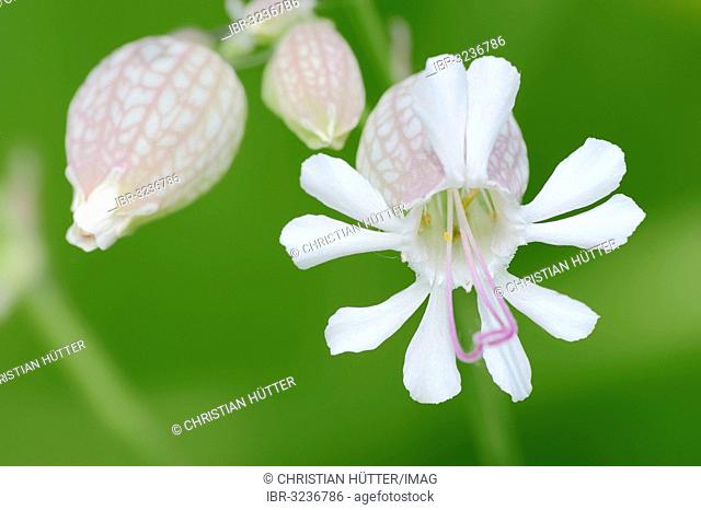 Bladder Campion (Silene vulgaris), flower