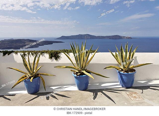 Agaves (cultivars of agave americana) in three buckets, Thira, Santorini, Greece