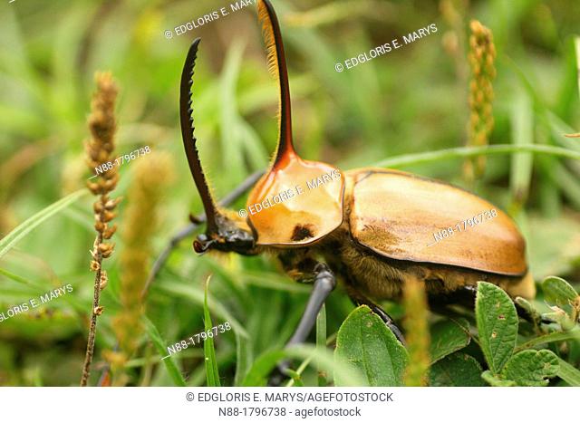 Rhinoceros beetle, Altos de Pipe, Miranda, Venezuela