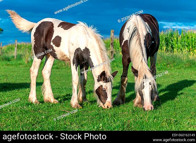 Irish cob horses in a pasture in spring. In the French countryside, horses go out into the meadows to graze on the fresh grass