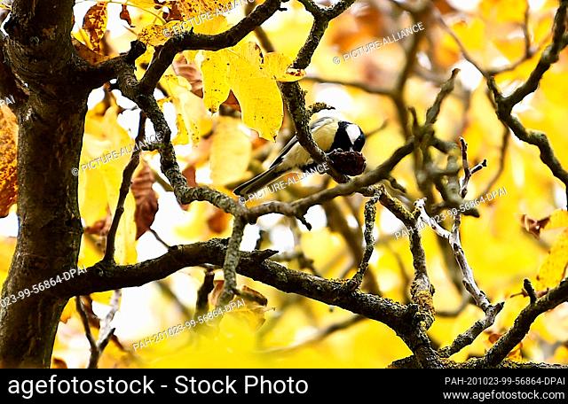 23 October 2020, Berlin: A great tit sits on a branch between autumnally discoloured leaves and eats a walnut. Photo: Kira Hofmann/dpa-Zentralbild/dpa