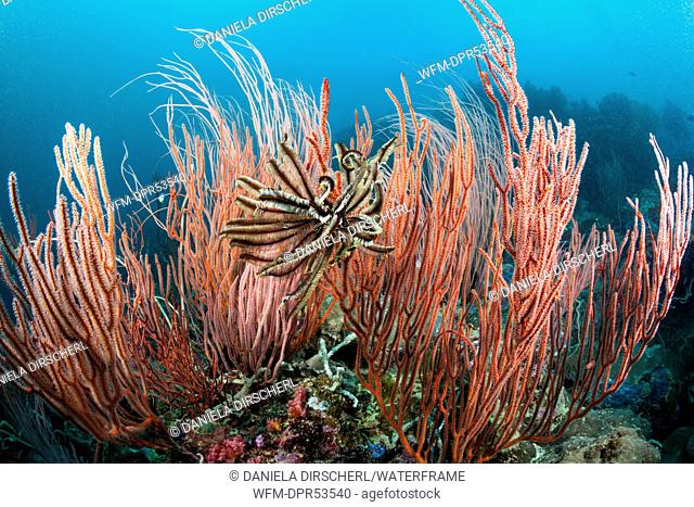 Whip Corals, Ellisella ceratophyta, Marovo Lagoon, Solomon Islands