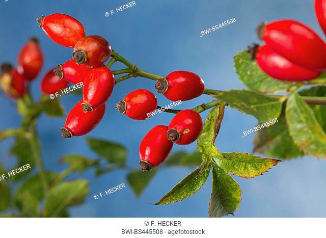 dog rose (Rosa canina), mature rose hips on a branch, Germany