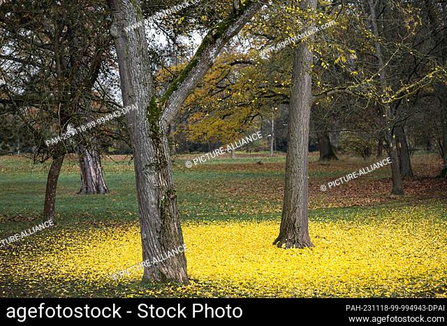 18 November 2023, Bavaria, Coburg: The yellow leaves of a ginkgo tree lie on a meadow in the courtyard garden. Photo: Daniel Vogl/dpa
