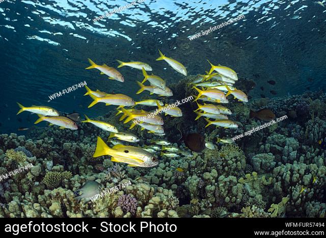 Goldstripe Goatfish, Mulloidichthys vanicolensis, Marsa Alam, Red Sea, Egypt