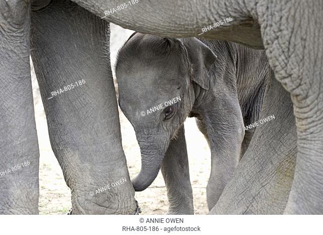 Two month old baby elephant calf with mother elephant, Kaziranga National Park, Assam, India, Asia