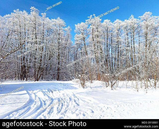 Trees covered with hoarfrost. Winter weather. Beautiful winter in forest. Top tree branches in snow. Winter park with beautiful trees and snowy road