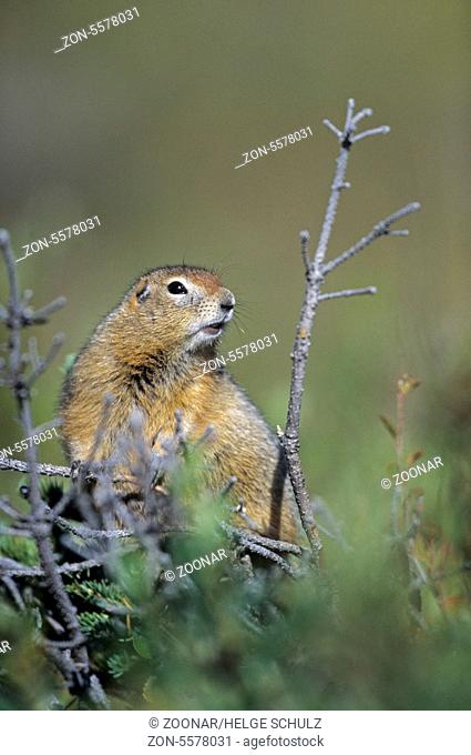 Arctic Ground Squirrel sitting on a treetop