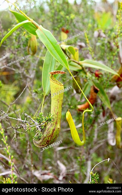 Pitcher plant (Nepenthes gracilis), Bako National Park, Sarawak, Malaysia, Borneo