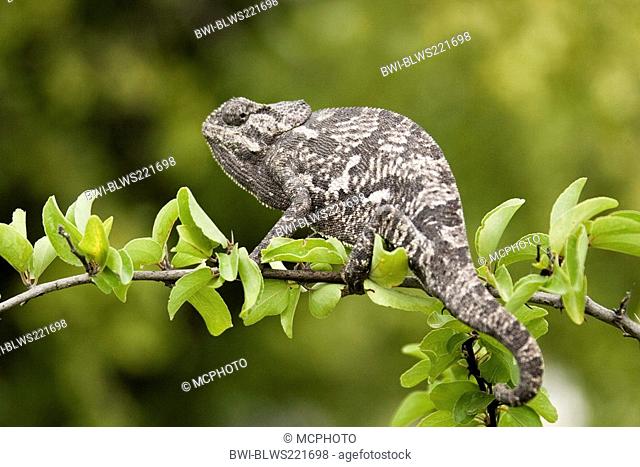 flap-necked chameleon, flapneck chameleon Chamaeleo dilepis, looking for prey, Namibia, Etosha National Park
