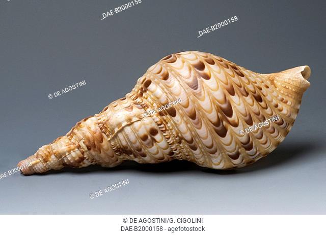 Triton's trumpet shell (Charonia tritonis), Littorinimorpha.  Private Collection