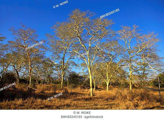 Fever-Tree Acacia, Fever Tree (Acacia xanthophloea), group of feverr-tree acacia at evening light, South Africa, Mkuzi Game Reserve