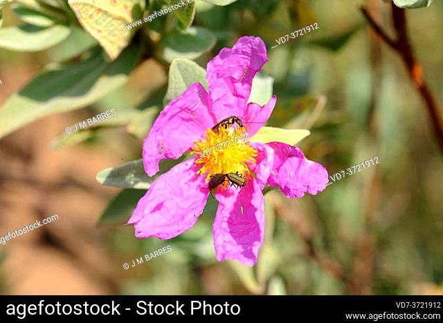 Grey-leaved cistus (Cistus albidus) is a shrub native to south western Europe and north western Africa. This photo was taken in La Albera Natural Park