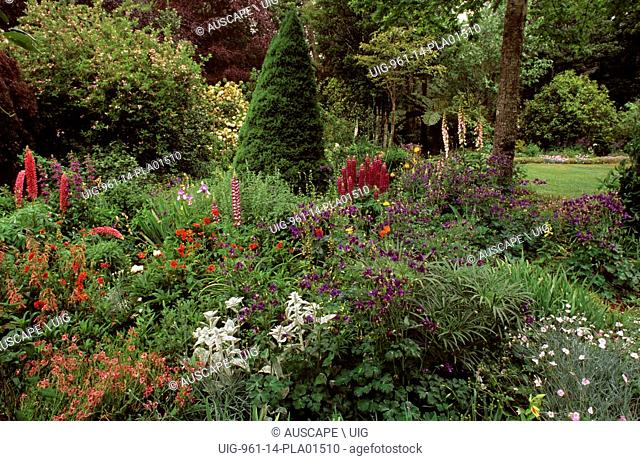 Cottage garden with columbines, lambs-ears, lupins, foxgloves and geums, Aquilegia, Stachys byzantina, Lupinus x regalis, Digitalis purpurea