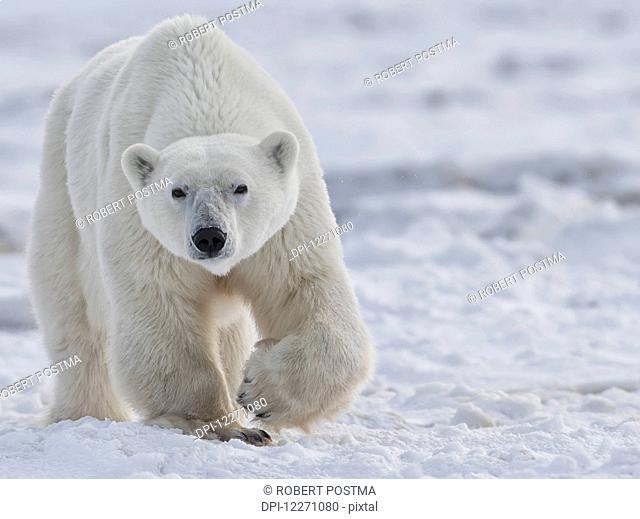 Polar bear (ursus maritimus) walking through the snow and ice of Hudson Bay; Manitoba, Canada
