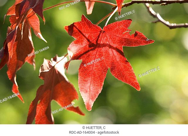 Sweet Gum Tree leaves in autumn Liquidambar styraciflua
