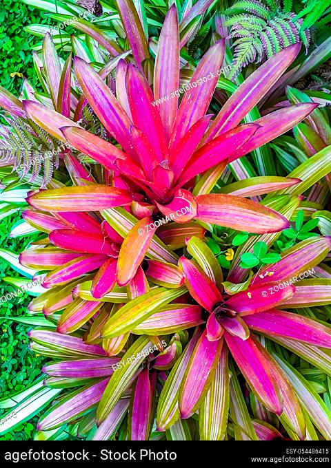 High angle shot colorful tropical plant background photo