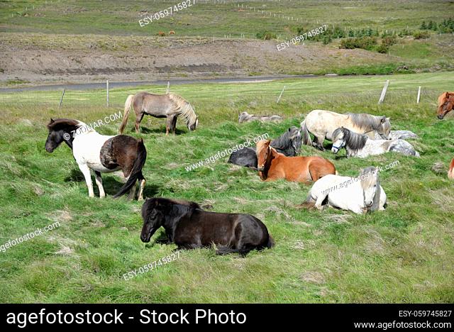 Pferd , Island, pony, island-pferd, islandpferd, islandpony, island-pony, tier, nutztier, weide, wiese, pferde, ponys