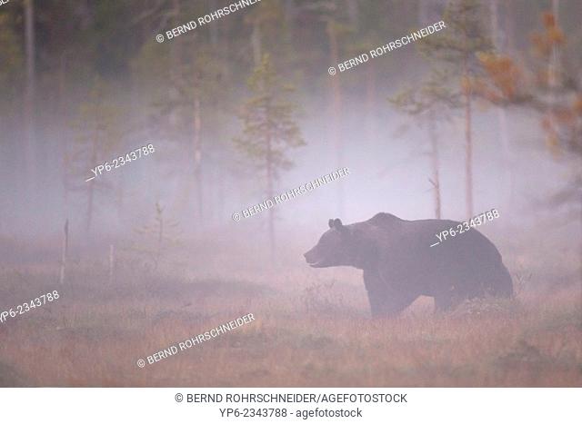 Brown Bear (Ursus arctos) standing in misty forest, Kainuu, Finland