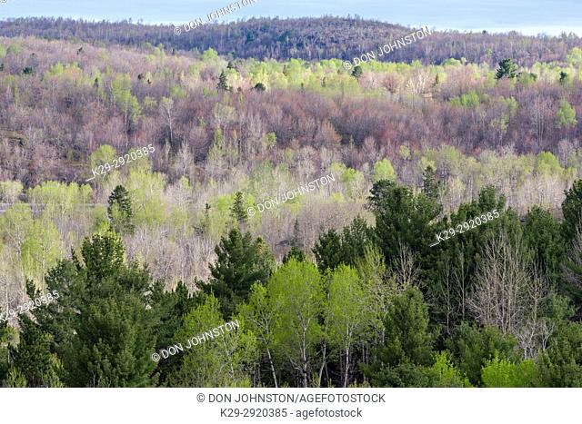 Spring foliage in a mixed forest of aspen, birch and spruce, near Simon Lake, Greater Sudbury, Ontario, Canada