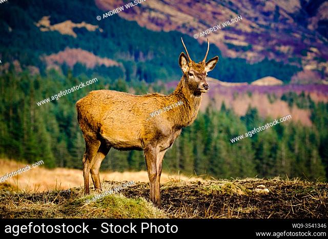 Portrait of a Red Deer (Cervus elaphus) in Glen Etive, Scotland in winter