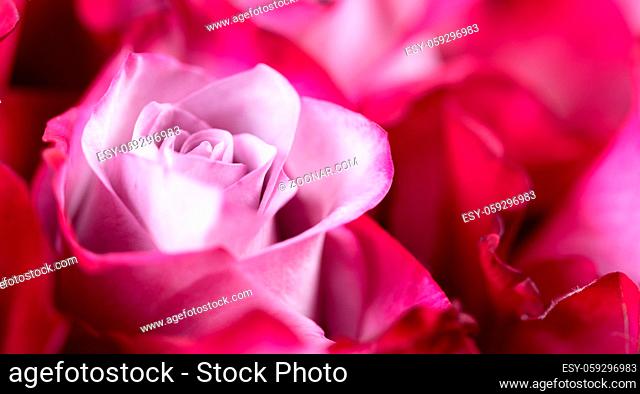 Pink rose flowers background with copy space for text