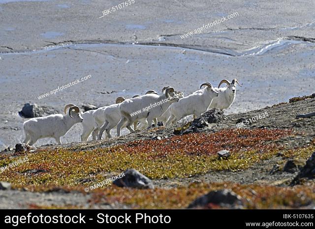 Flock Dall sheep (Ovis dalli), mountain rams, portrait, Kluane National Park, Yukon Territory, Canada, North America