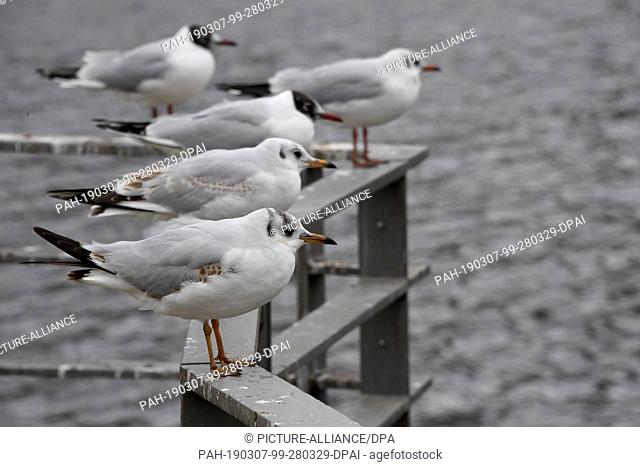 07 March 2019, Schleswig-Holstein, Neumünster: Seagulls sit at a pond by the Schwale in Neumünster on the railing. Photo: Carsten Rehder/dpa