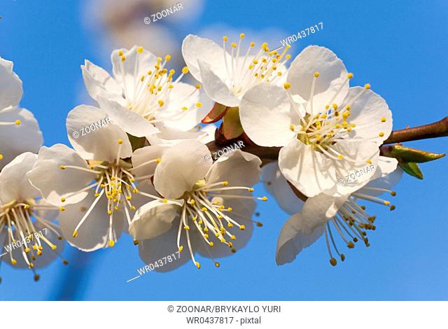 Blossoming twig of cherry-tree on blossom tree and sky background composite macro photo with considerable depth of sharpness