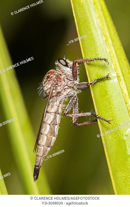 A femaie Robber Fly (Proctacanthus brevipennis) perches on the side of vegetation