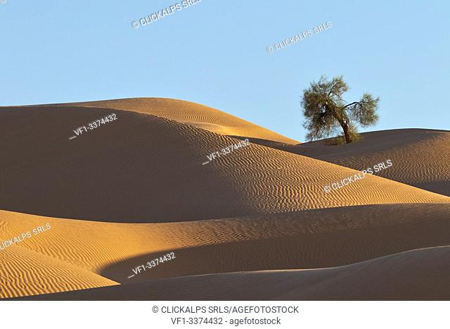 the lonely tree around Camp Mars village in the sand dunes, Sahara desert, Tunisia, Northern Africa