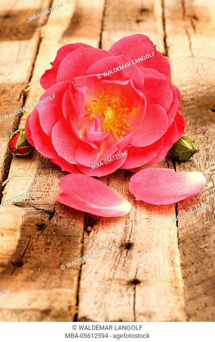 Blossom of a climbing rose Pouley on wooden ground, close-up