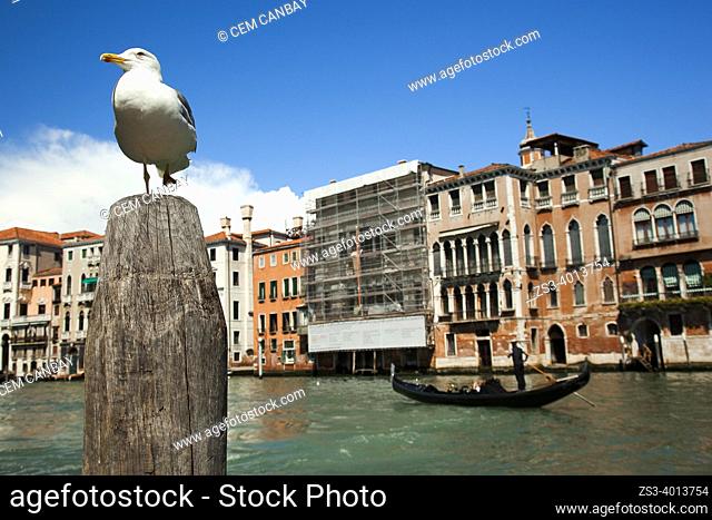 Gondolier on his Gondola carrying clients at Rialto district with a seagull in the foreground, Venice, Veneto, Italy, Europe
