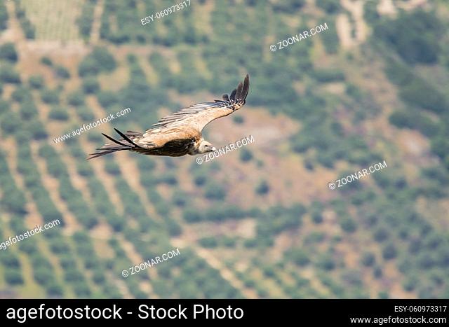 Gaensegeier, Gyps fulvus, Griffon Vulture