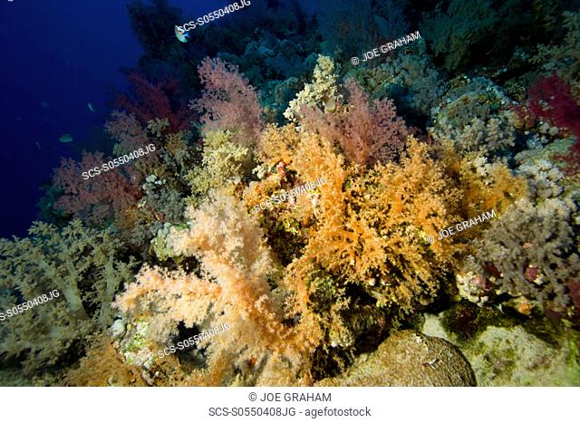 Lush hard and soft coral growth on a deep reef wall, with Dendronephthya hemprichi dominant Red Sea Egypt