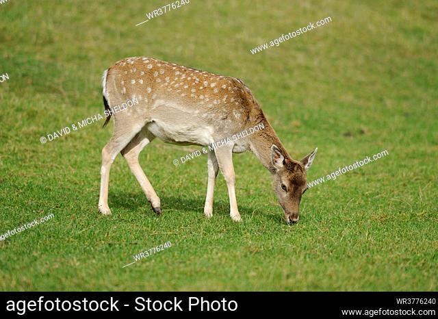 Female fallow deer grazing in meadow
