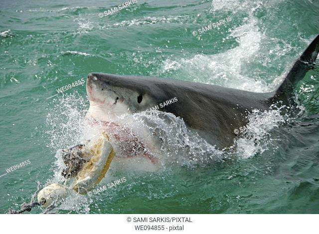 Great white shark (carcharodon carcharias) breaking the surface to bite bait, Gansbaii, Dyer Island, South Africa