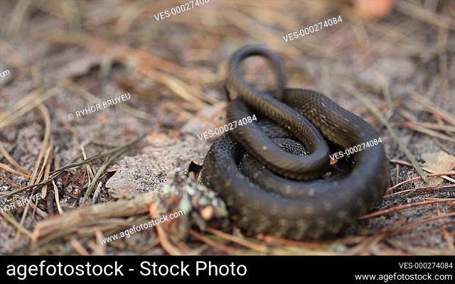 Grass Snake Natrix Natrix Adder In Forest Early Spring Forest. Snake Moving A Coil. Russia, Eastern Europe
